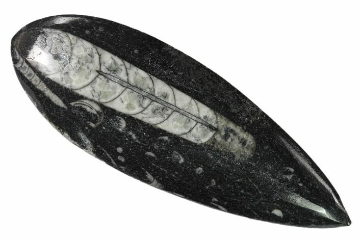 Polished Fossil Orthoceras (Cephalopod) - Morocco #138295